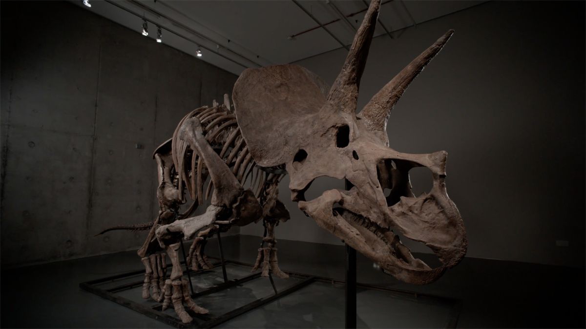 Kostra za sto milionů. Fosilie triceratopse může pokořit aukční rekord